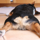 Illustration for article titled Stop Cutting Off Your Pet Dogs' Tails, America